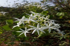 Jasminum malabaricum